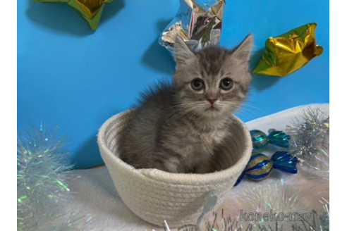 成約済の大阪府のスコティッシュフォールド-68348